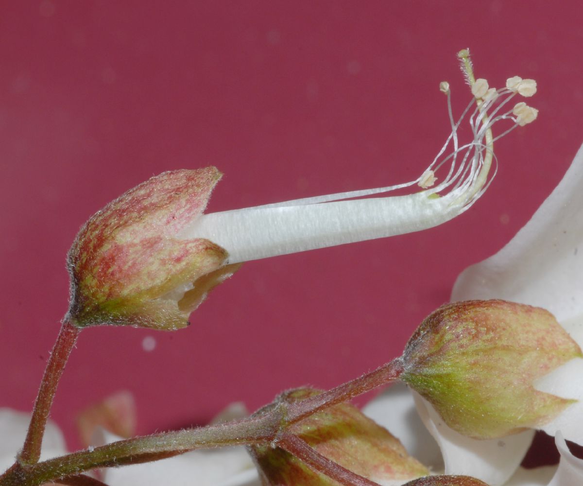 Fabaceae Robinia pseudoacacia