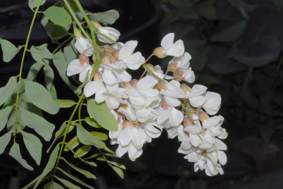 Fabaceae Robinia pseudoacacia