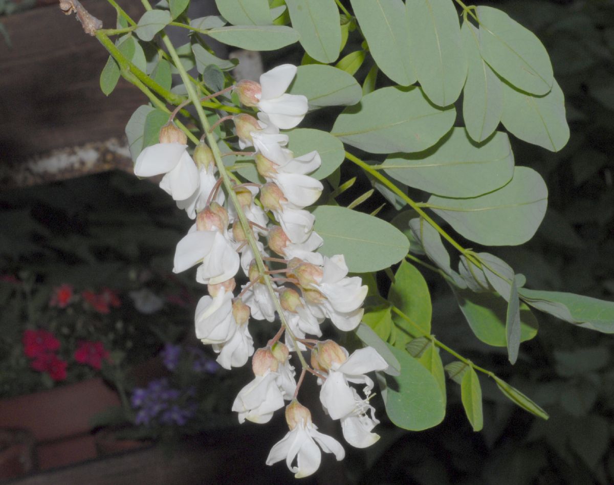 Fabaceae Robinia pseudoacacia