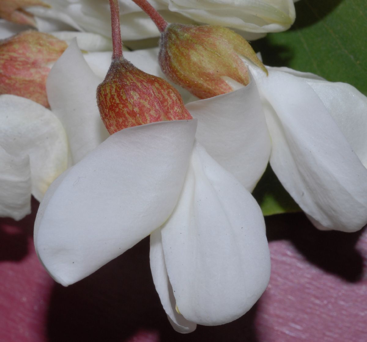 Fabaceae Robinia pseudoacacia