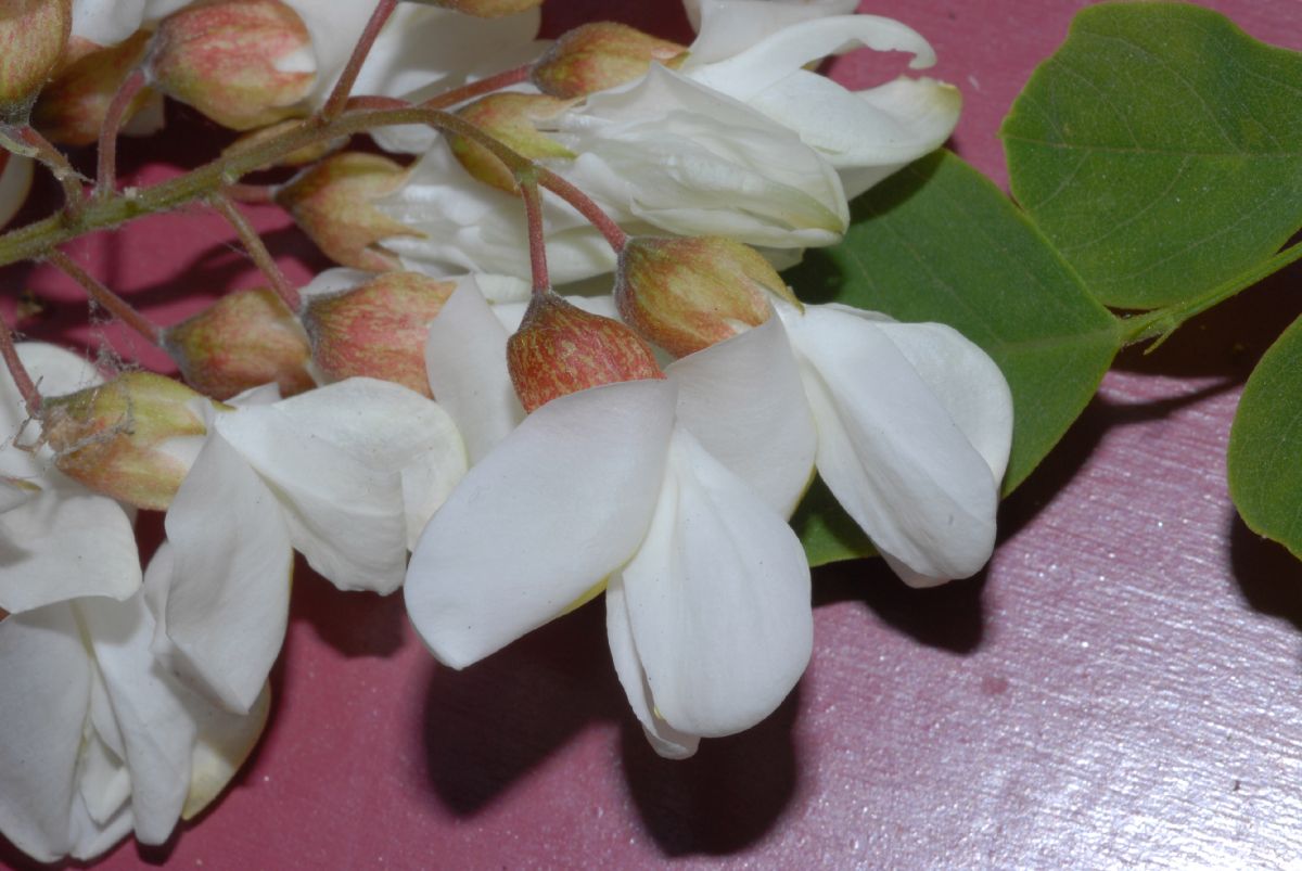 Fabaceae Robinia pseudoacacia