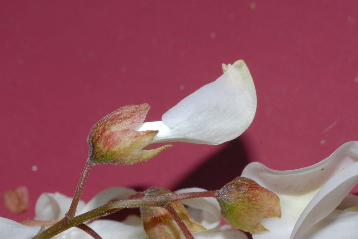 Fabaceae Robinia pseudoacacia