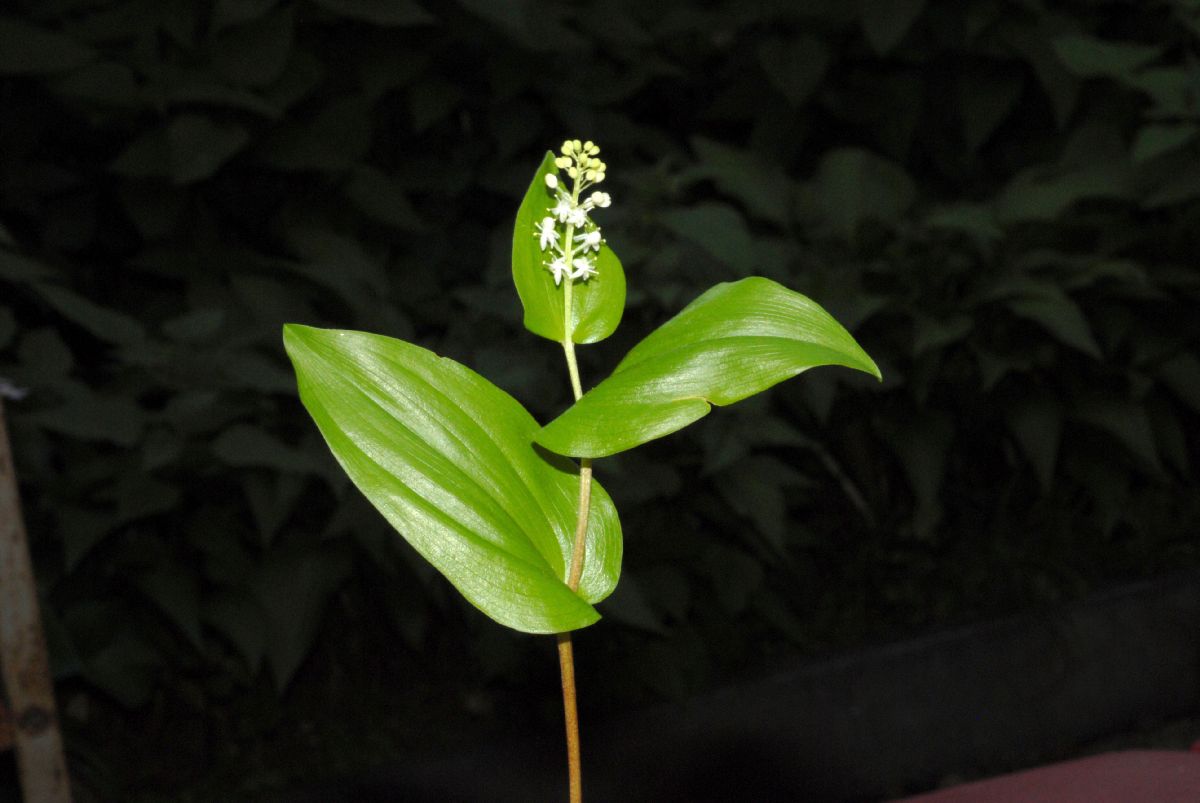 Asparagaceae Maianthemum canadense