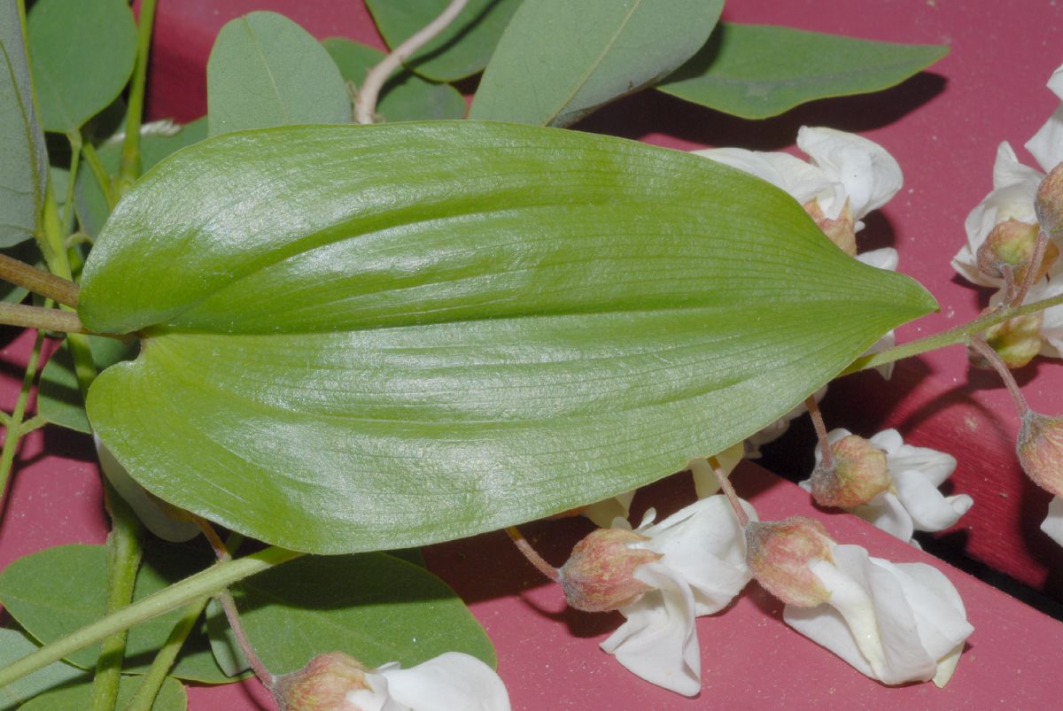 Asparagaceae Maianthemum canadense