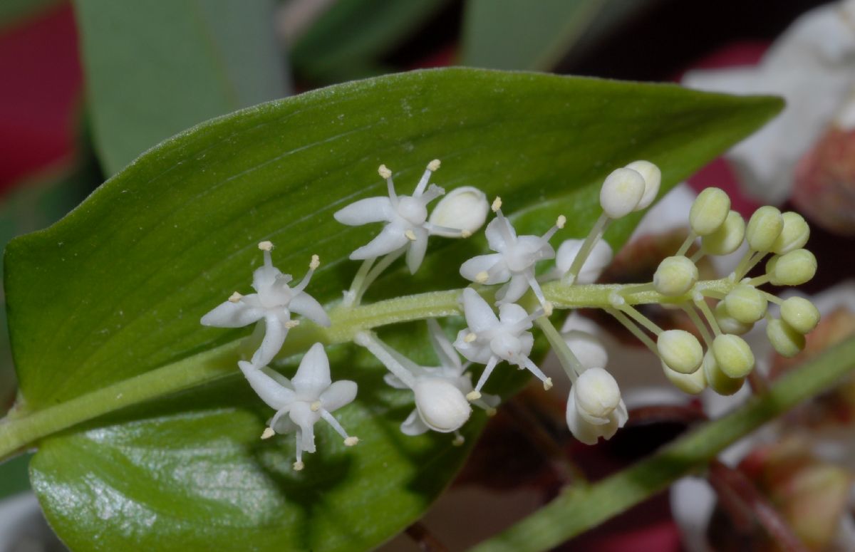 Asparagaceae Maianthemum canadense