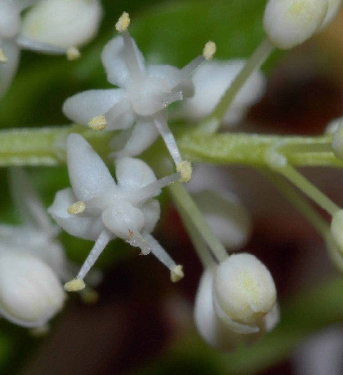 Asparagaceae Maianthemum canadense