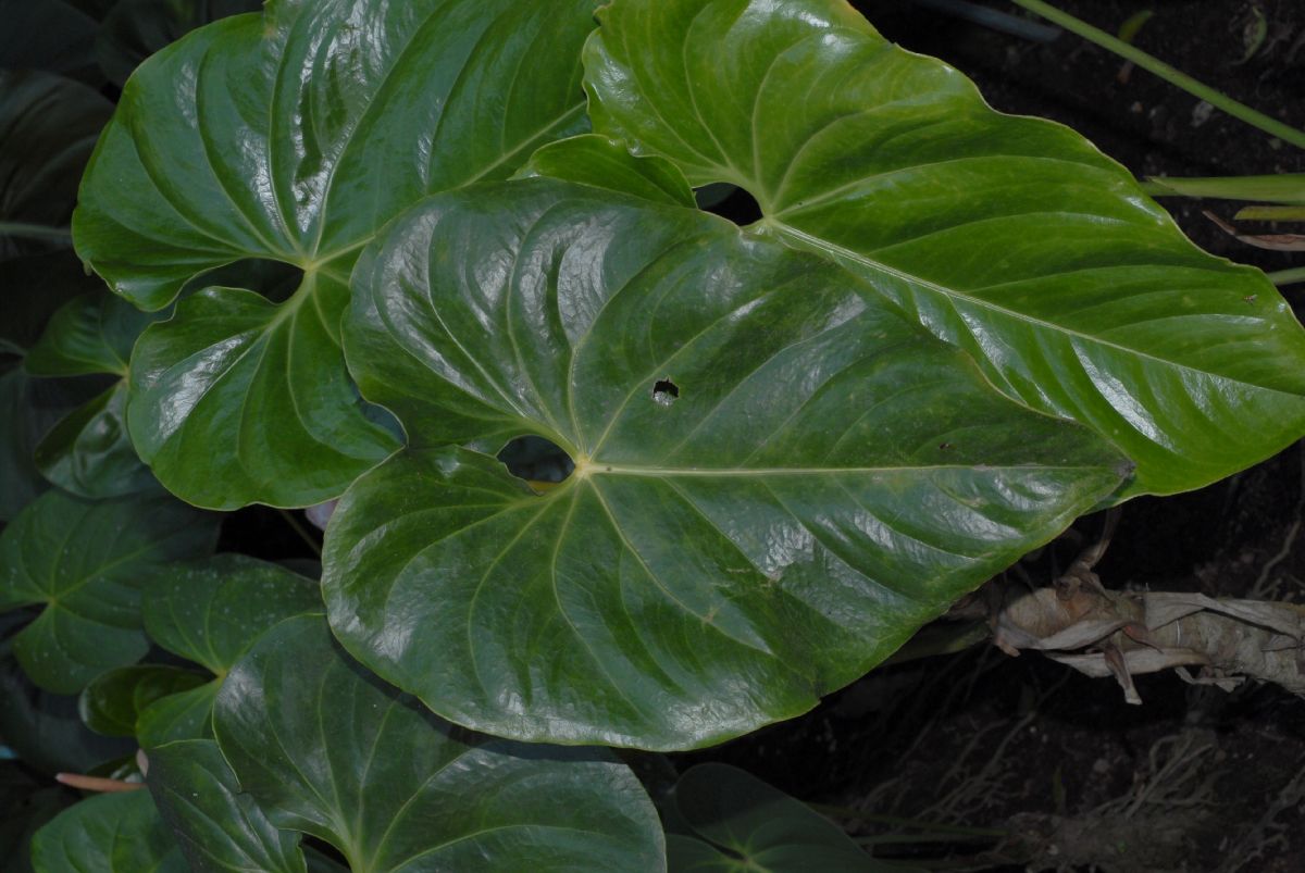 Araceae Anthurium faustomirandae