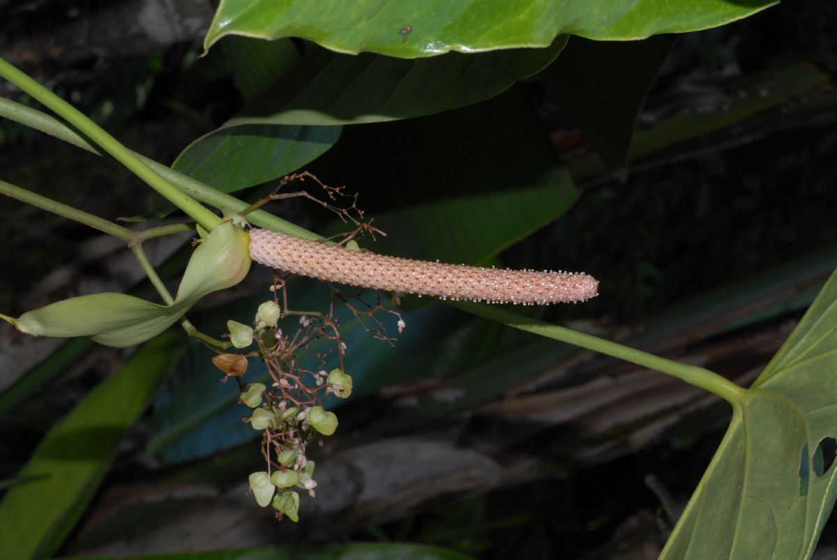 Araceae Anthurium faustomirandae