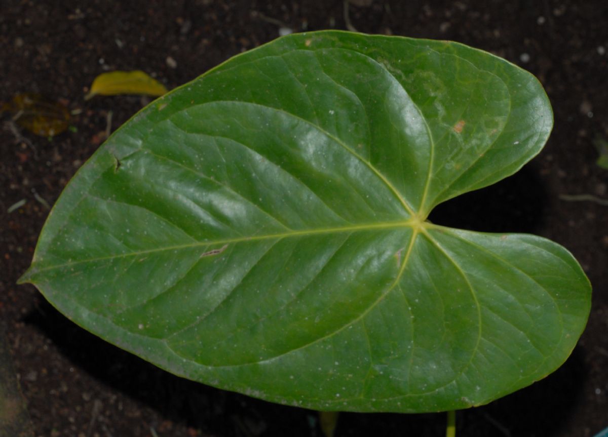 Araceae Anthurium huixtlense