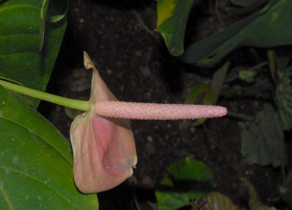 Araceae Anthurium huixtlense