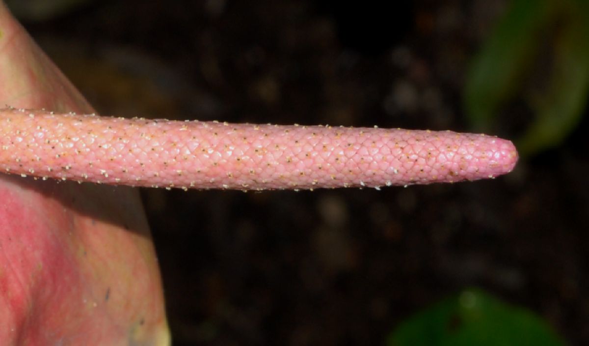 Araceae Anthurium huixtlense