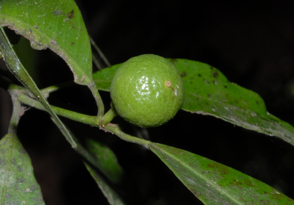 Rutaceae Citrus reticulata