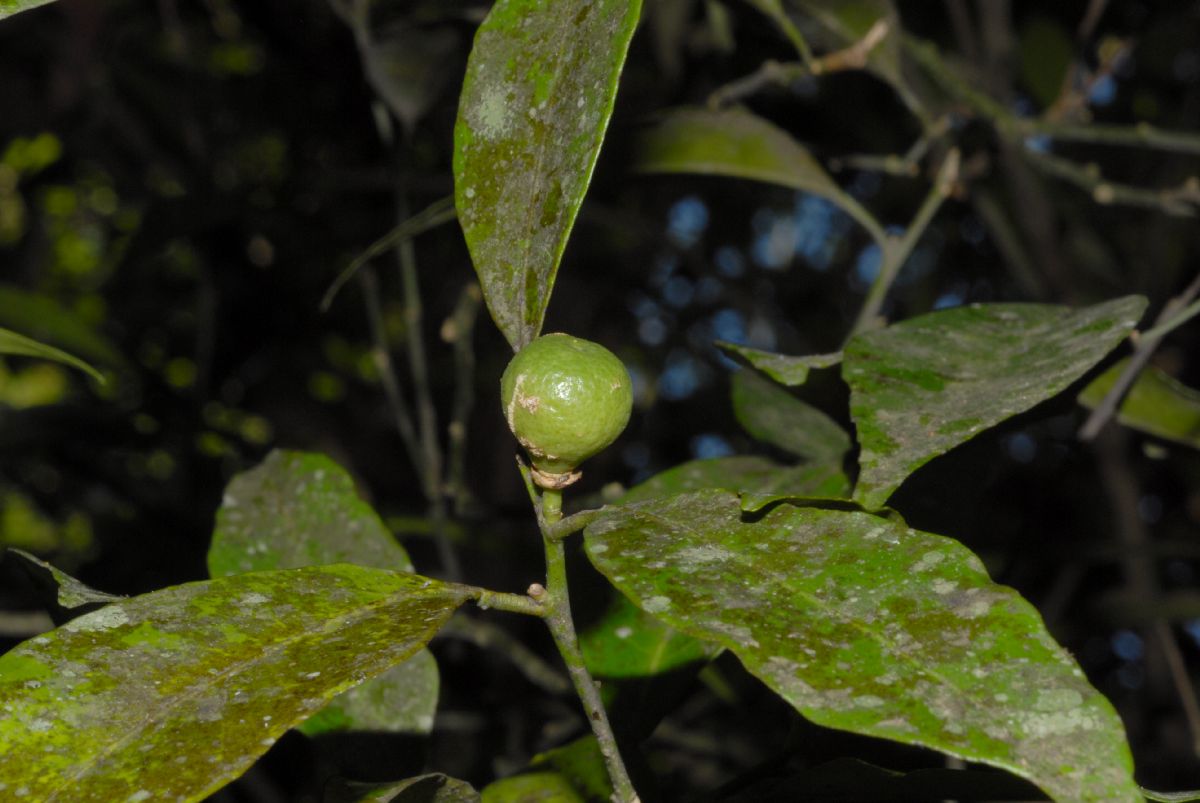 Rutaceae Citrus reticulata