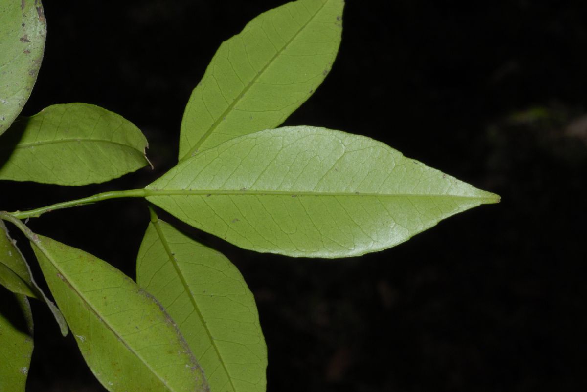 Rutaceae Citrus reticulata