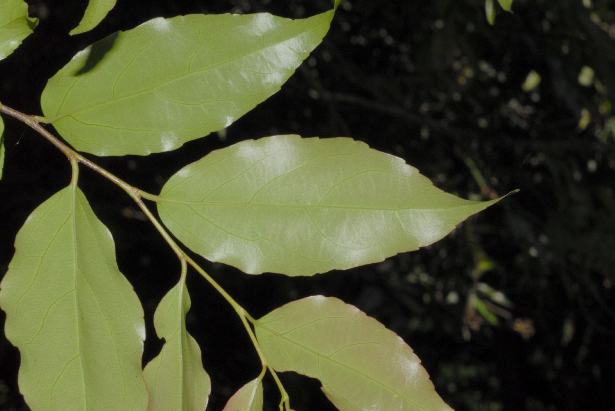 Salicaceae Flacourtia indica