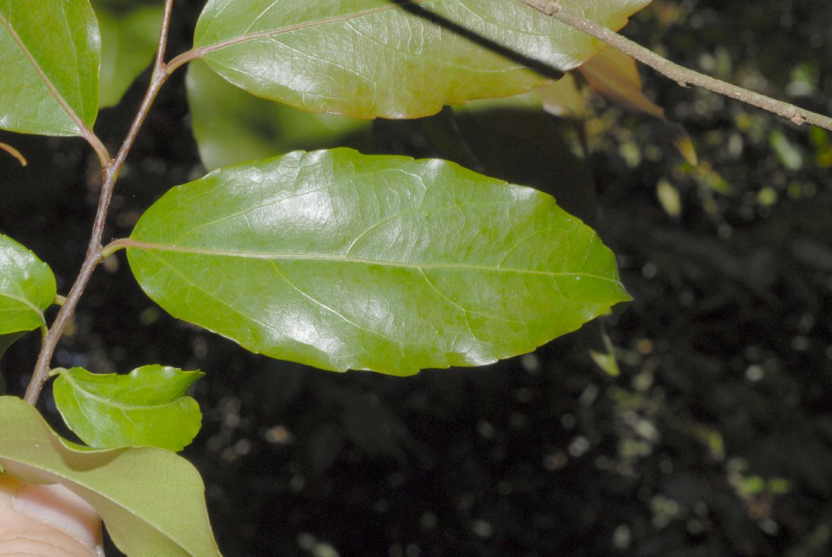 Salicaceae Flacourtia indica