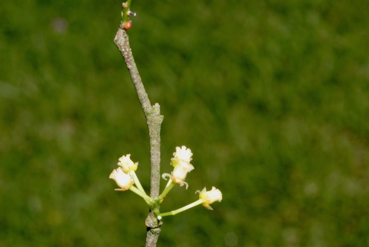 Salicaceae Flacourtia indica