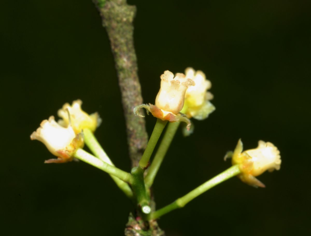 Salicaceae Flacourtia indica