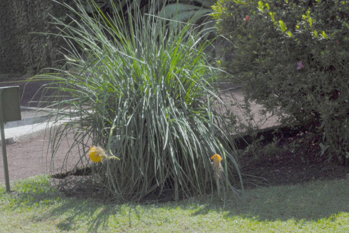 Asphodelaceae Kniphofia 