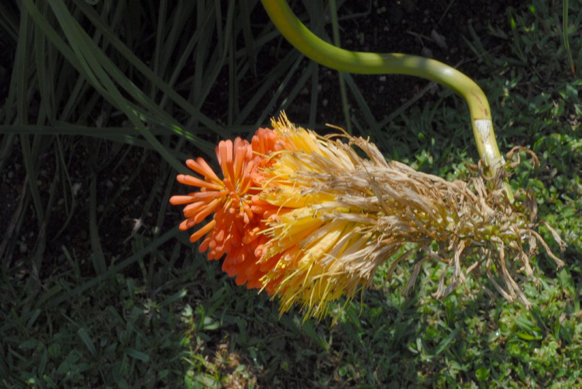 Asphodelaceae Kniphofia 