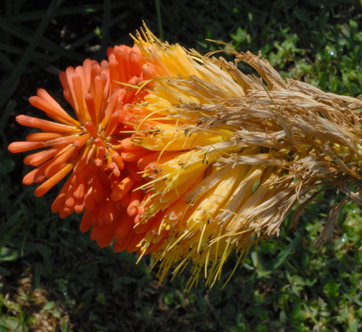 Asphodelaceae Kniphofia 