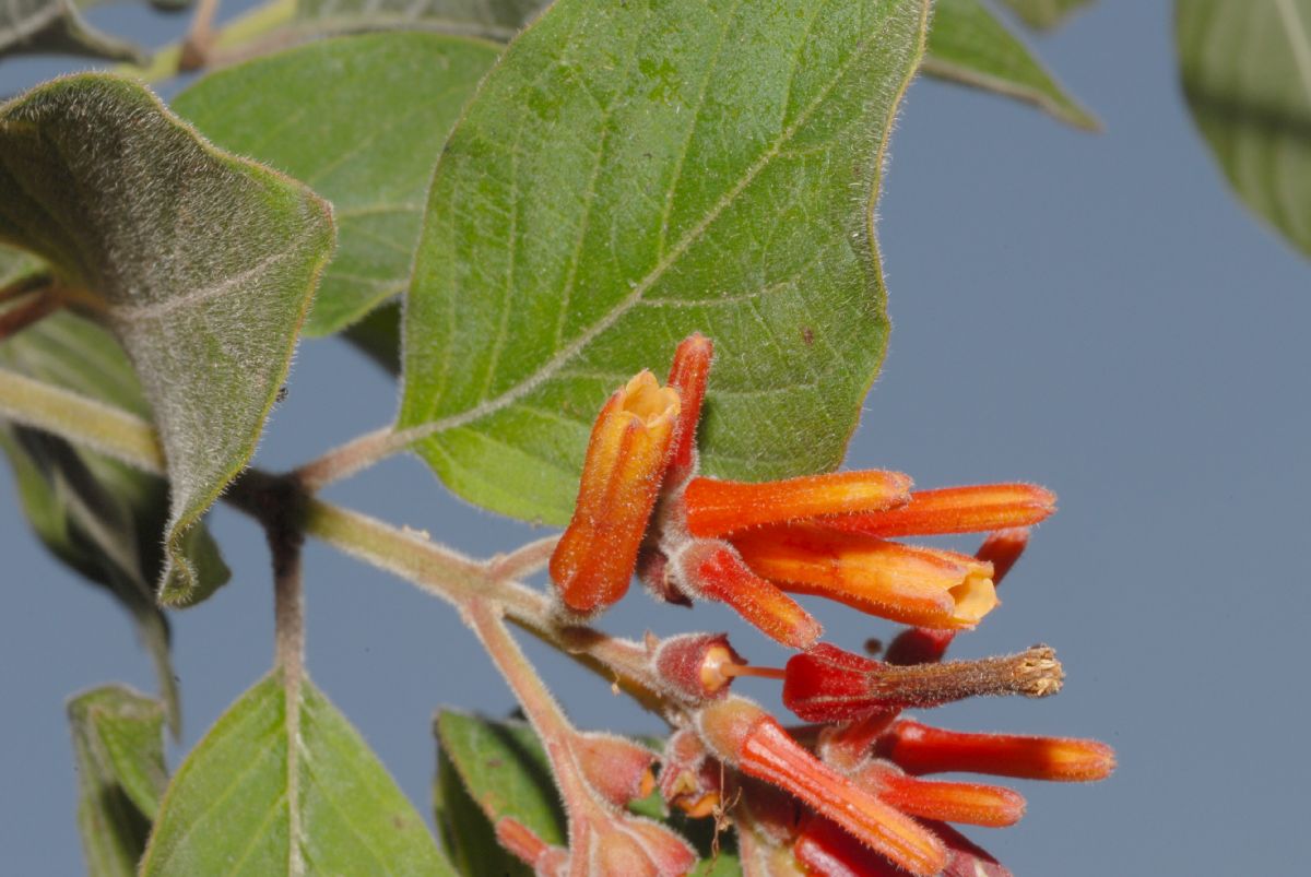 Rubiaceae Hamelia patens