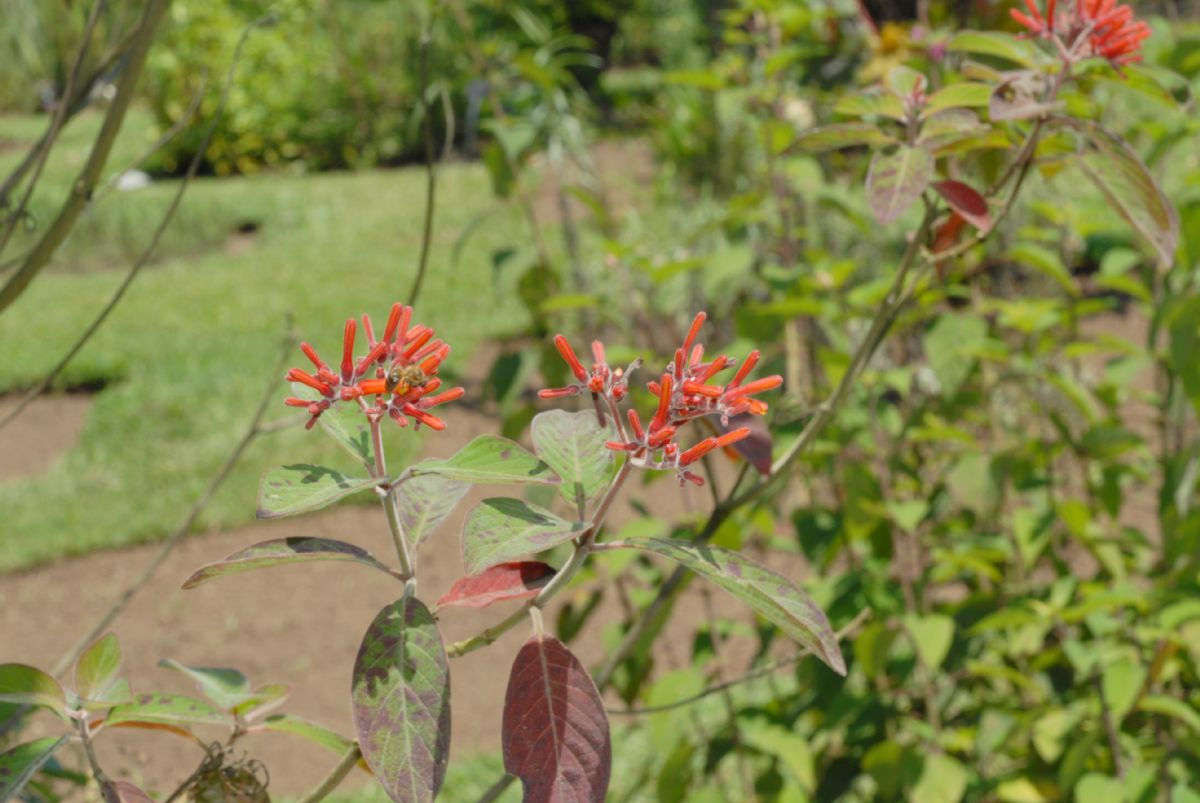 Rubiaceae Hamelia patens