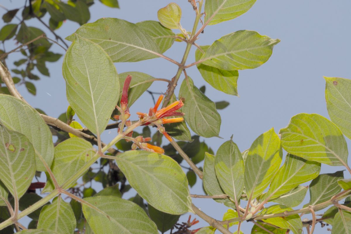 Rubiaceae Hamelia patens