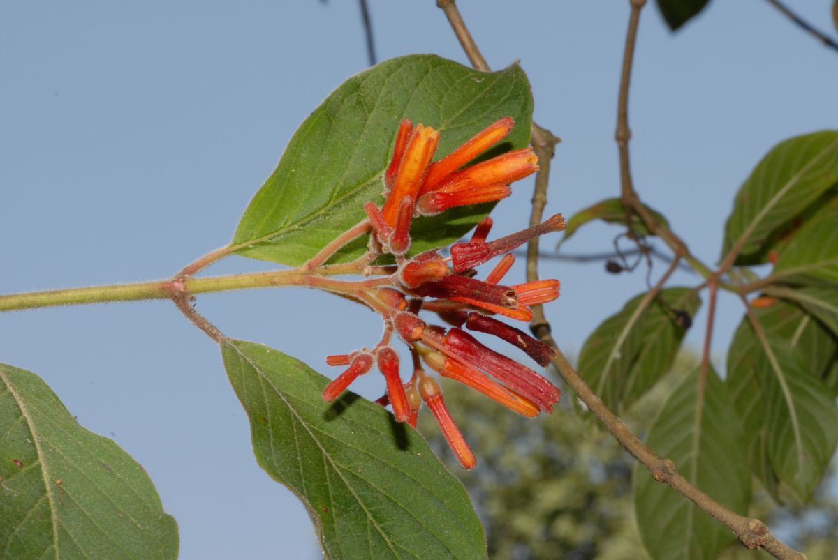 Rubiaceae Hamelia patens