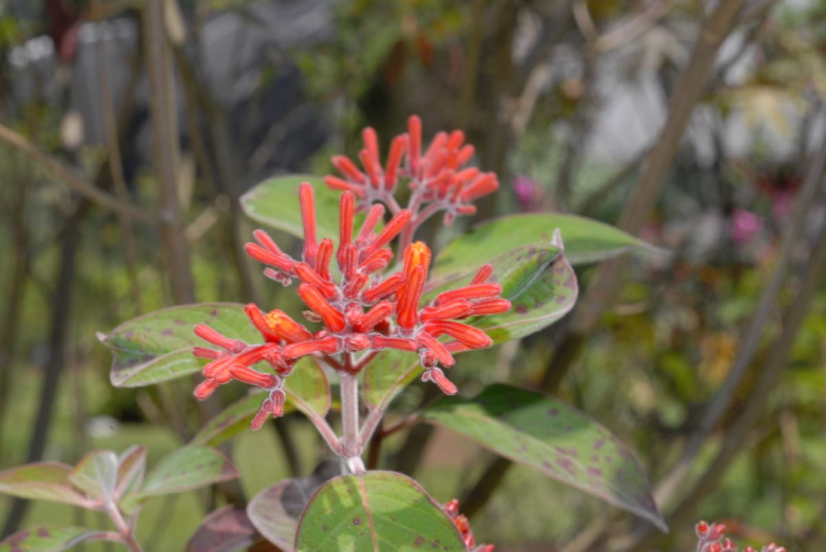 Rubiaceae Hamelia patens