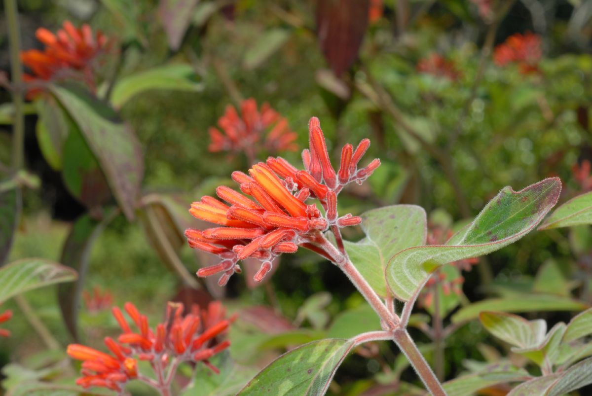 Rubiaceae Hamelia patens