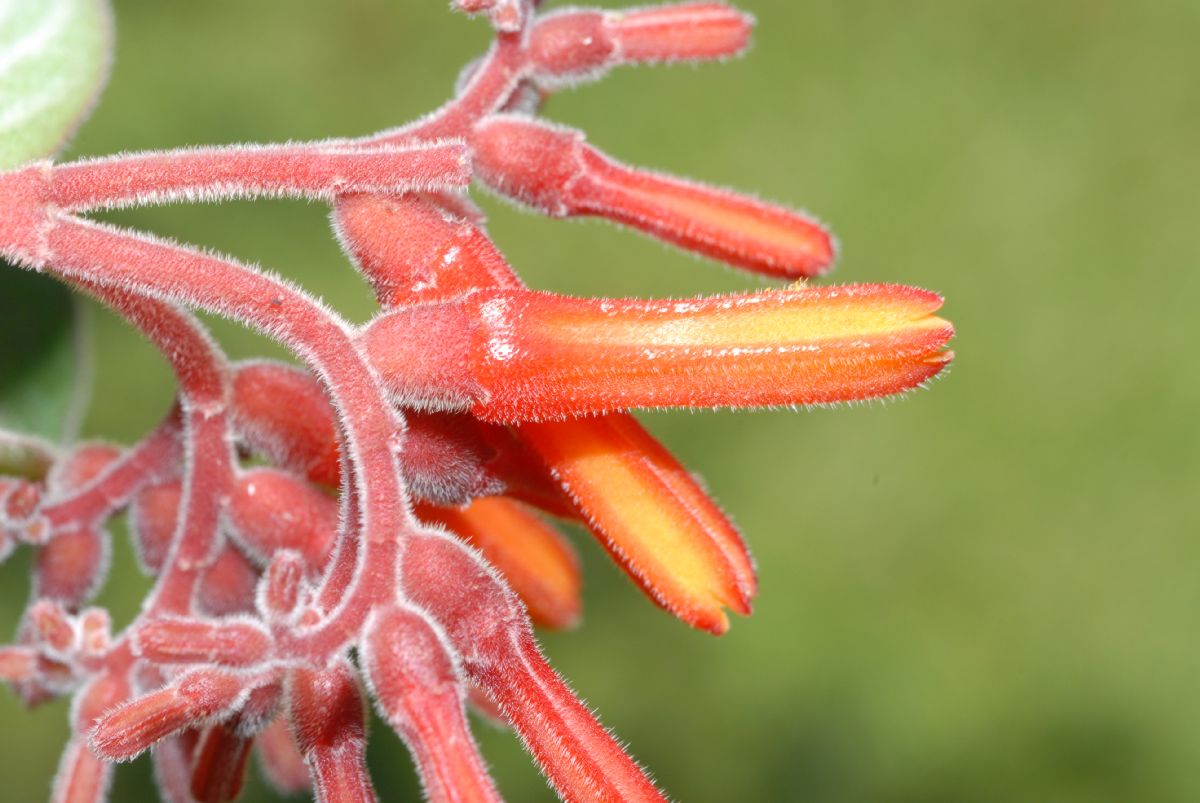 Rubiaceae Hamelia patens