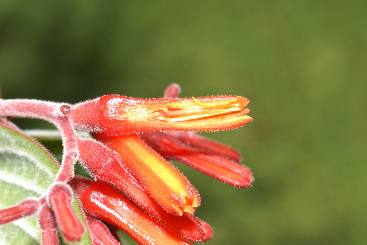 Rubiaceae Hamelia patens