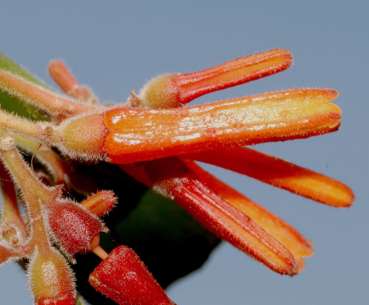 Rubiaceae Hamelia patens