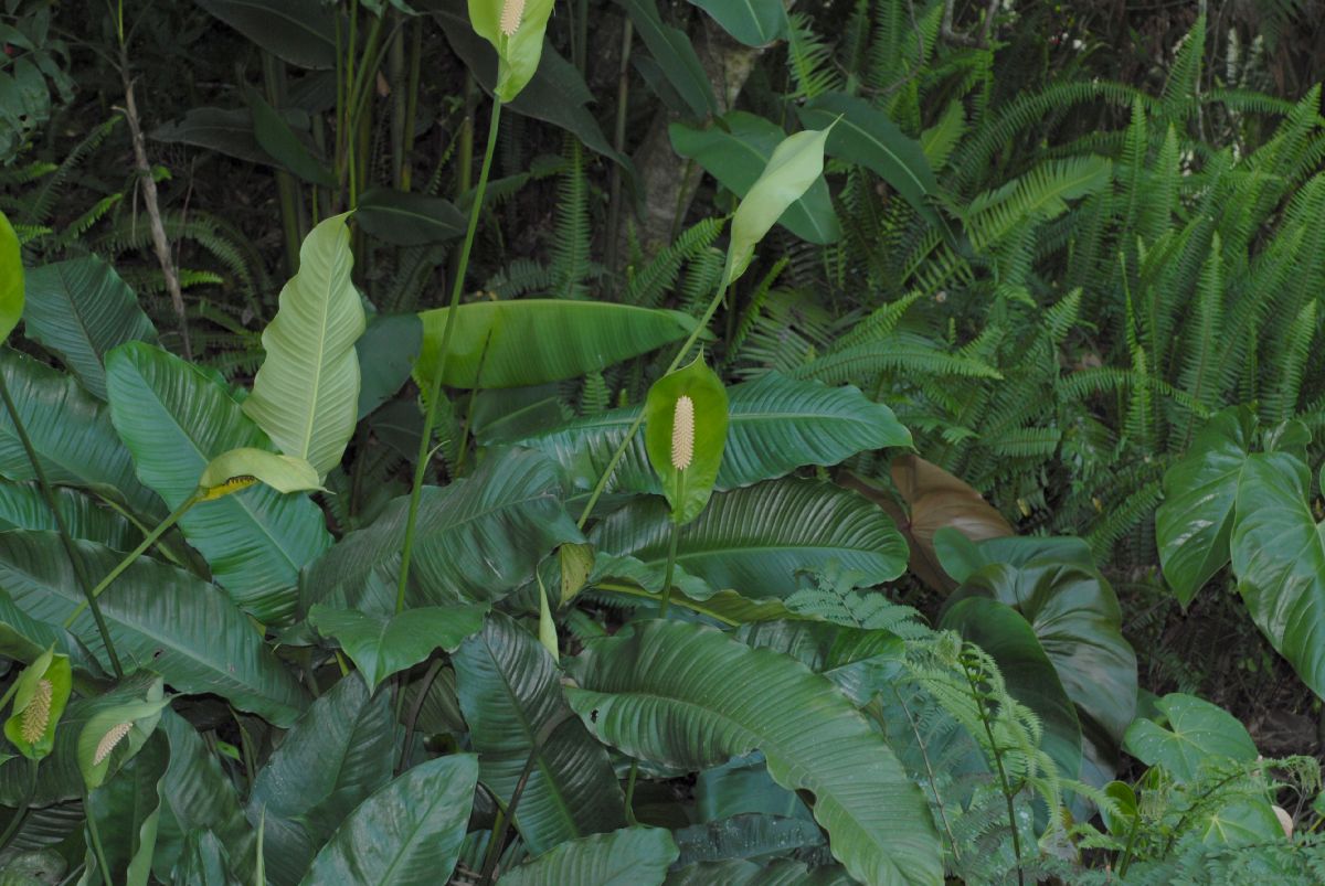 Araceae Spathiphyllum cochlearispathum