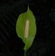image of Spathiphyllum cochlearispathum