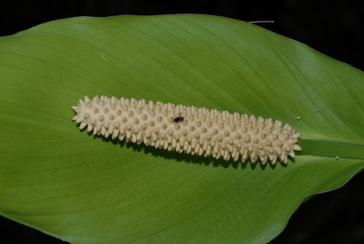 Araceae Spathiphyllum cochlearispathum