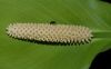 image of Spathiphyllum cochlearispathum