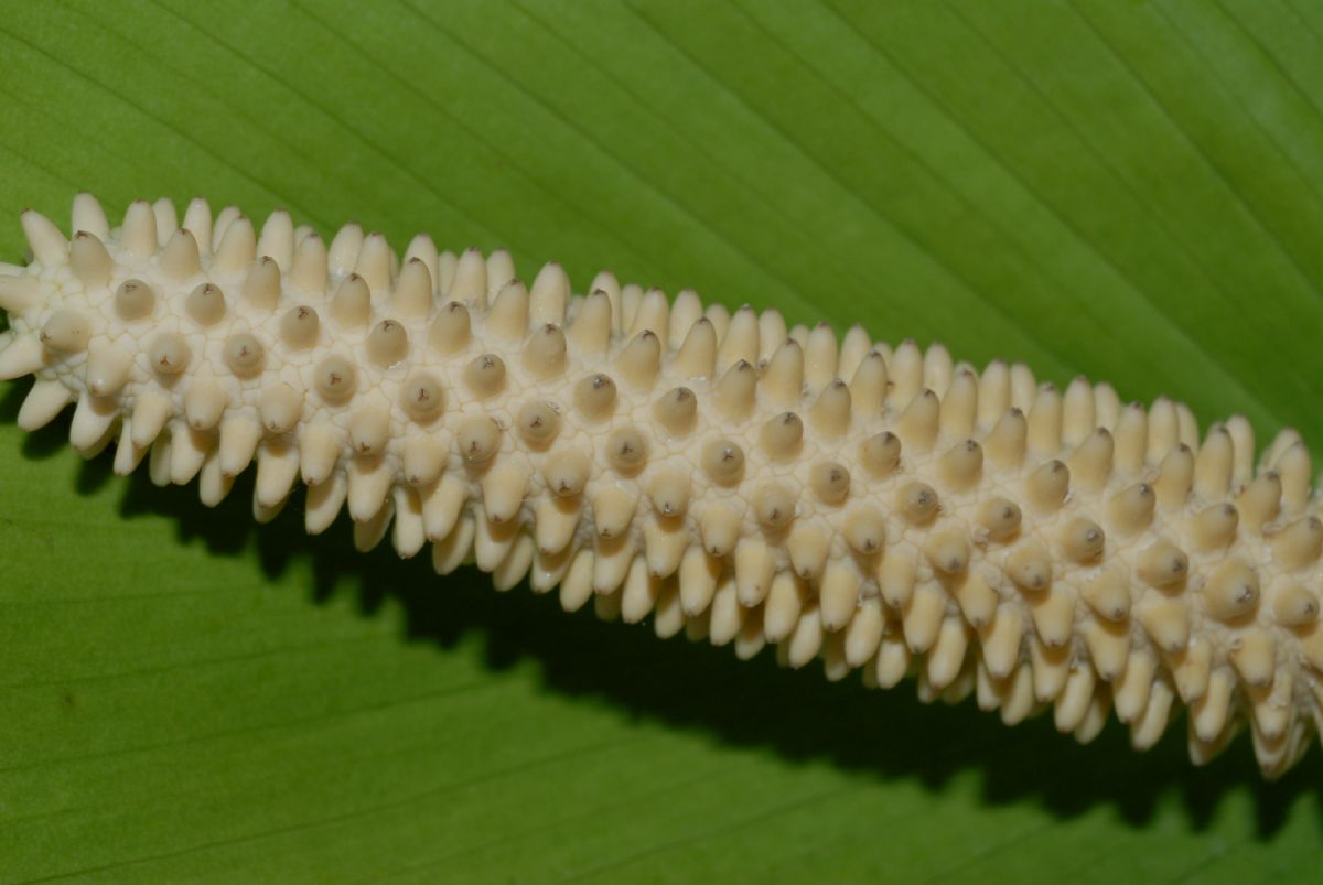 Araceae Spathiphyllum cochlearispathum