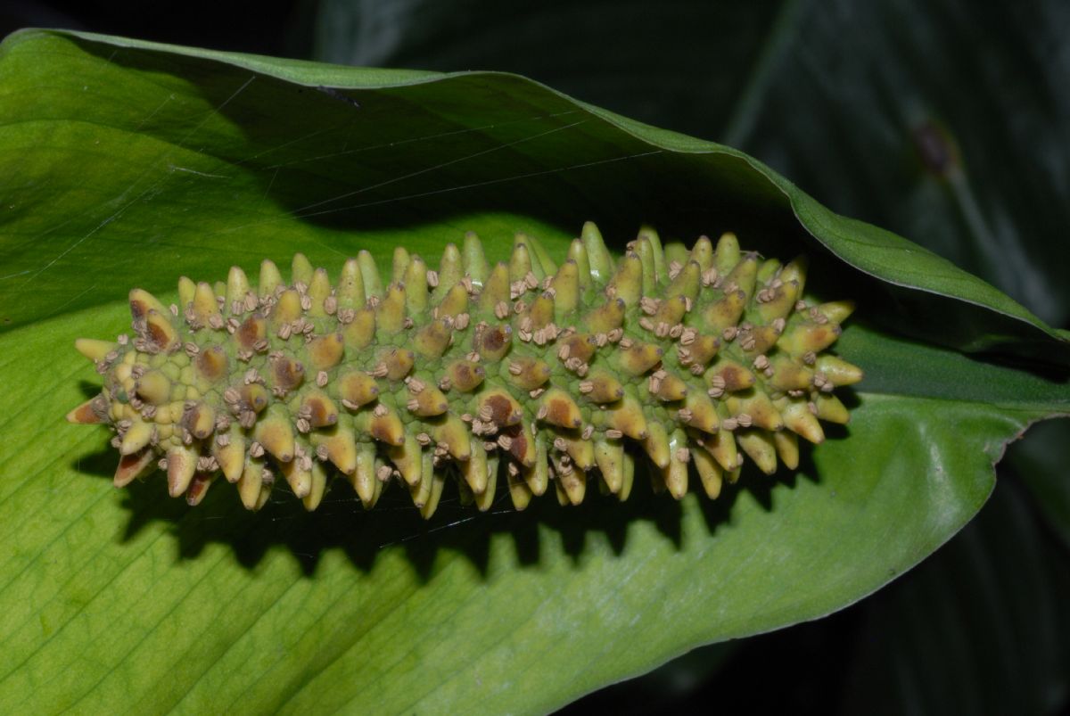 Araceae Spathiphyllum cochlearispathum
