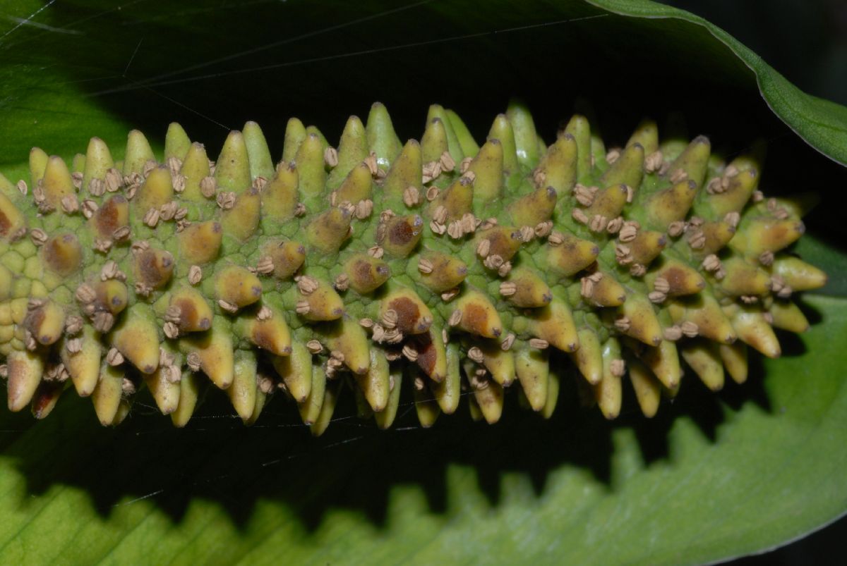 Araceae Spathiphyllum cochlearispathum