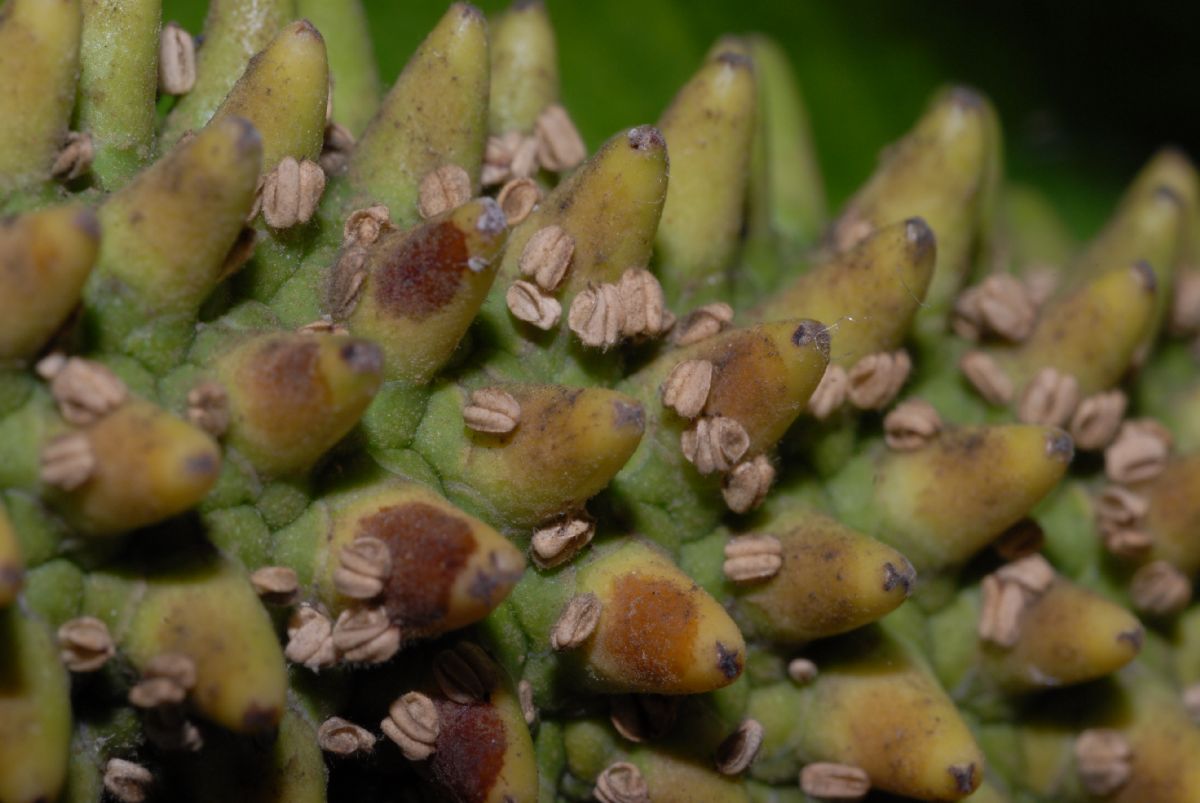 Araceae Spathiphyllum cochlearispathum