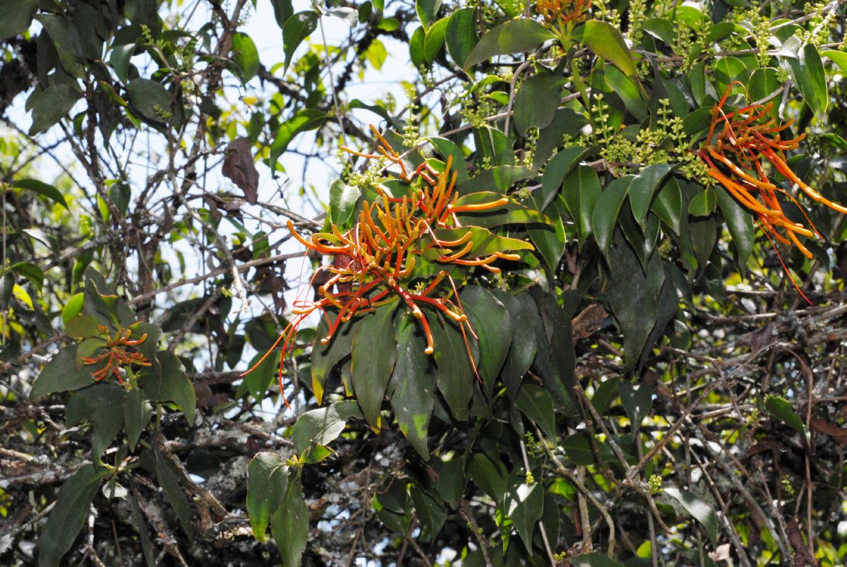 Loranthaceae Psittacanthus 