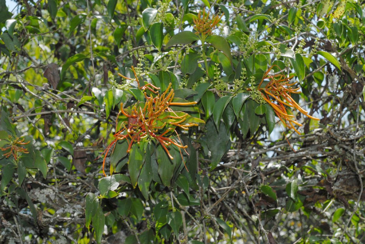 Loranthaceae Psittacanthus 