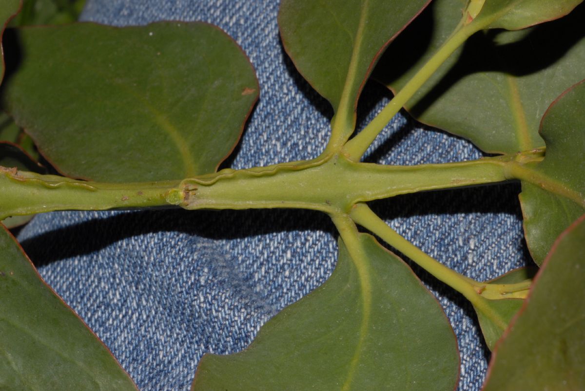 Loranthaceae Psittacanthus 