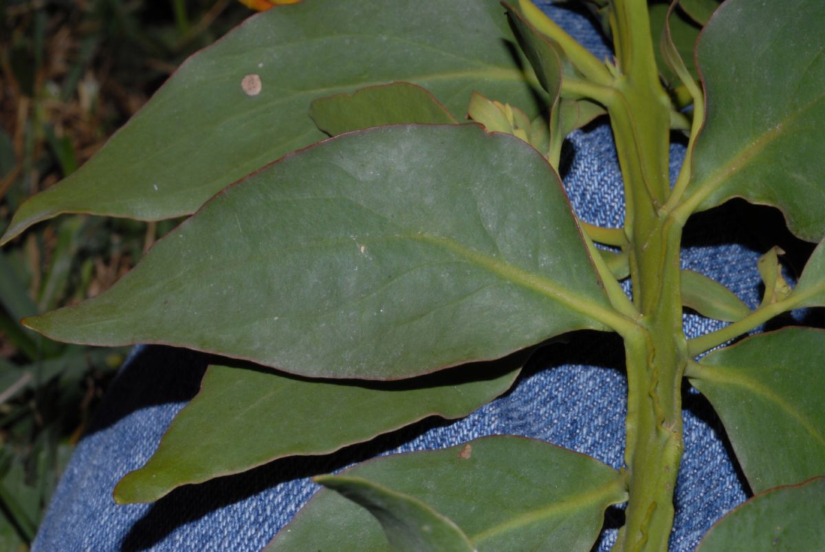 Loranthaceae Psittacanthus 