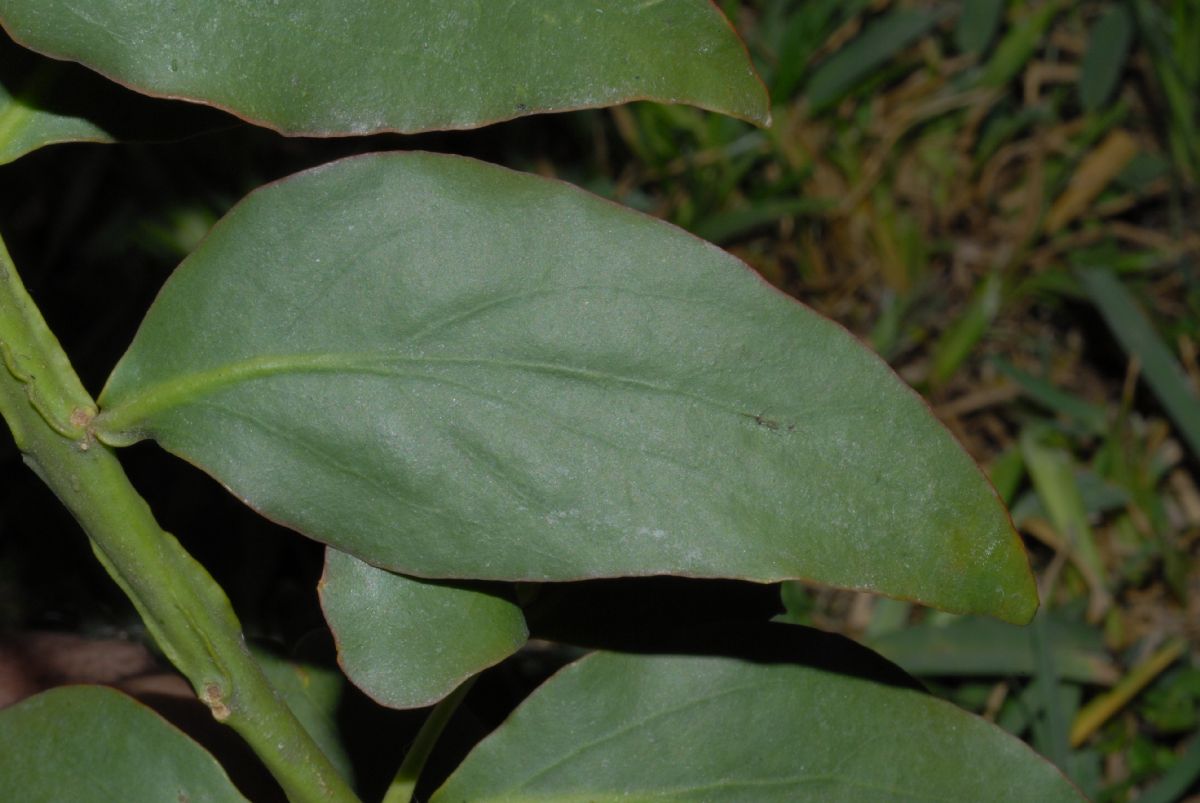 Loranthaceae Psittacanthus 