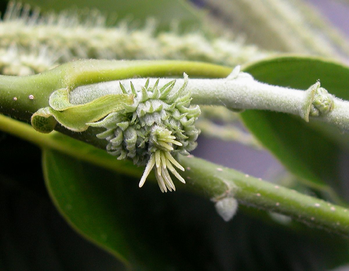 Fagaceae Castanea mollissima