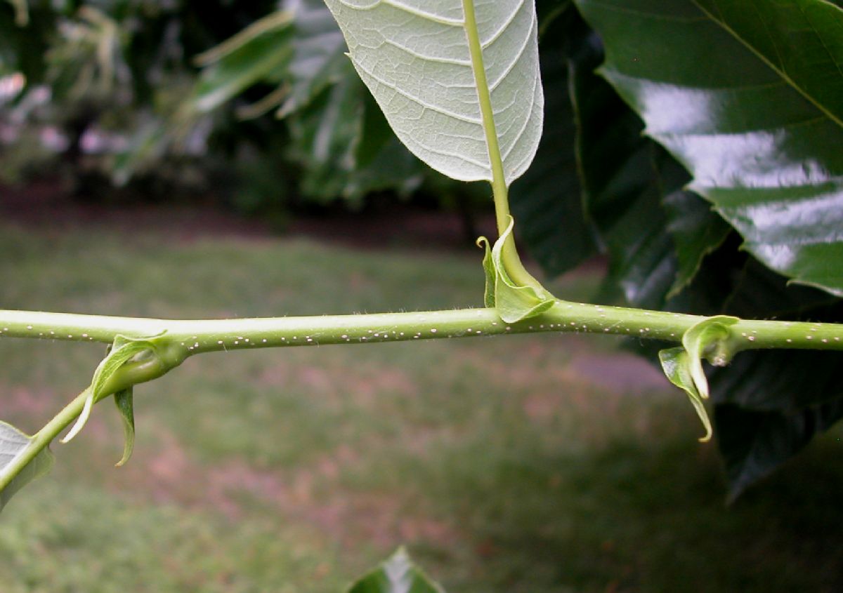 Fagaceae Castanea mollissima