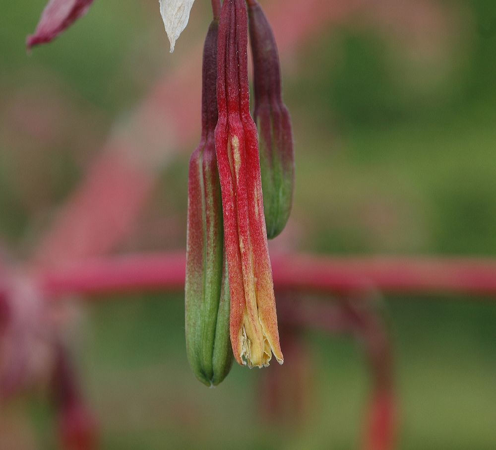 Asparagaceae Beschorneria yuccoides